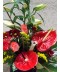 Aranjament floral in cos cu anthurium, flori exotice