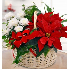 Aranjament de sarbatori din plante si Craciunita