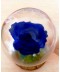 Cupola trandafir criogenat albastru cadou