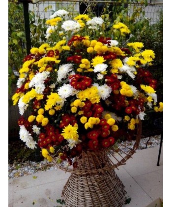 Cos 101 crizanteme viu colorate