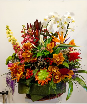 Cos plante de apartament, livrare cos flori