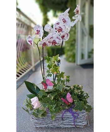 Aranjament plante de apartament, livrare cos plante