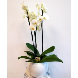 Planta Orhidee alba, livrare orhidee alba bucuresti