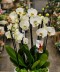 Aranjament Orhidee Phalaenopsis alba cu 4 tije