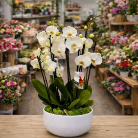 Aranjament Orhidee Phalaenopsis alba cu 4 tije