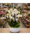 Aranjament Orhidee Phalaenopsis alba cu 4 tije