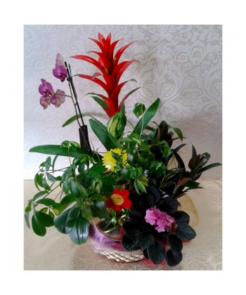 Comanda cos plante livrare la domiciliu in toata tara