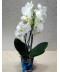 Planta Orhidee alba, livrare orhidee alba bucuresti