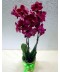 Orhidee grena cu 3 tije, livrare planta orhidee