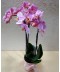 Phalaenopsis roz 3 tije in vas