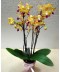 Planta Orhidee galbena 3 tije florale